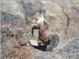 Calif Ground Squirrel aug16