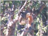 Fox Squirrel aug22