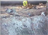 Calif Ground Squirrel aug25