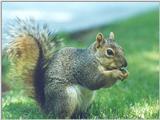 Fox Squirrel aug26