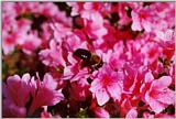 Azalea with Bee - Augusta, GA - azal04.jpg
