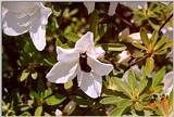 Azalea with Bee - Augusta, GA - azal05.jpg