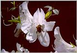 Azalea and Bee - Augusta, GA - azal08.jpg