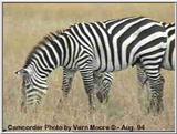 Burchell's Zebra at Amboseli, Kenya