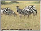 Burchell's Zebra on the Mara