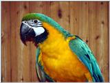 blue and gold macaw (ara ararauna)