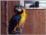 blue and gold macaw (ara ararauna)