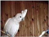 Ducorp's Cockatoo (cacatua ducorpsii)