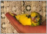 budgie`s (melopsittacus undulatus)