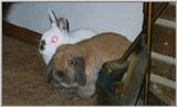 First post: two fuzzbutts w/ xtreme attitude