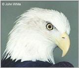 Bald Eagle #3