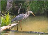 Great Blue Heron #1 (Ardea herodias)