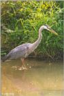 Great Blue Heron #2 = great blue heron (Ardea herodias)