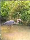 Great Blue Heron #3 (Ardea herodias)