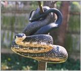 Adult Black Rat Snake in a Tree