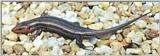 Broadhead Skink (Eumeces laticeps) #1 -- broad-headed skink (Plestiodon laticeps)