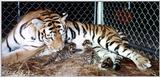tiger newborns - babies.jpg (1/1)