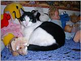 Re: REQ.  Dog and cat photos(cats this time)