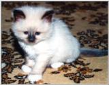 babycat