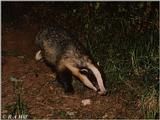 European Badger