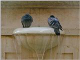 Water Bird