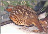 Bamboo Partridge