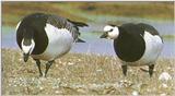 Barnacle Geese