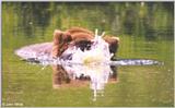 Bear #1