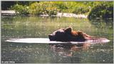 Bear #2