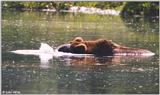 Bear #3