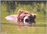 Bear #4