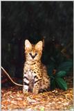 baby serval - bbyserv1.jpg (1/1)