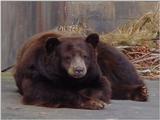 Brown bear