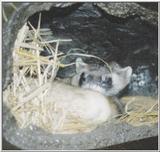 Virginia Beach Living Museum - Black Footed Ferret