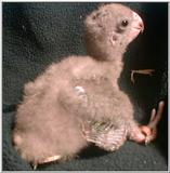 Brown Headed Parrot Chick