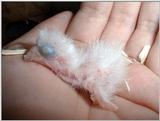 Newborn Brown Head Parrot