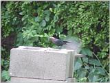 Brown Headed Cowbird