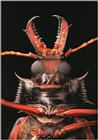 The best insect shot I have ever seen!!!