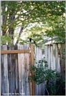 Bird on a Fence Post