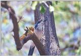 Western Scrub Jay