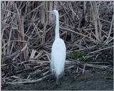 egrete  (800x400) 101K