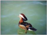 bird2