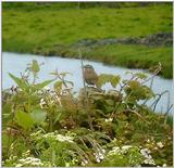 sparrow on a stump