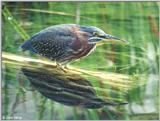 American Bittern #1 --> green heron (Butorides virescens)