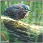 American Bittern #2