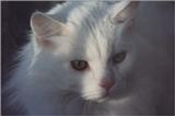 funny cat normal hair