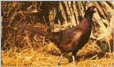 Ringneck Pheasant