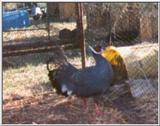 More Pheasants: Blue Eared Pheasant