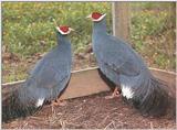 Blue Eared Pheasant