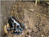 Dendrobates auratus (blue frog)